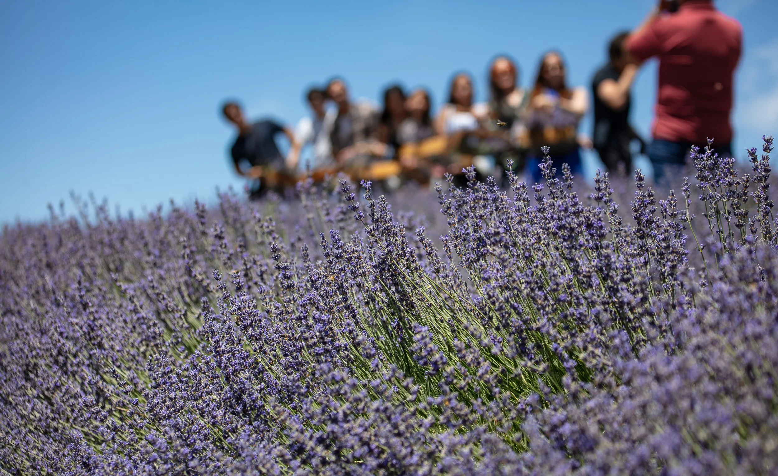 Hambly Lavender Farm - Guided Experience