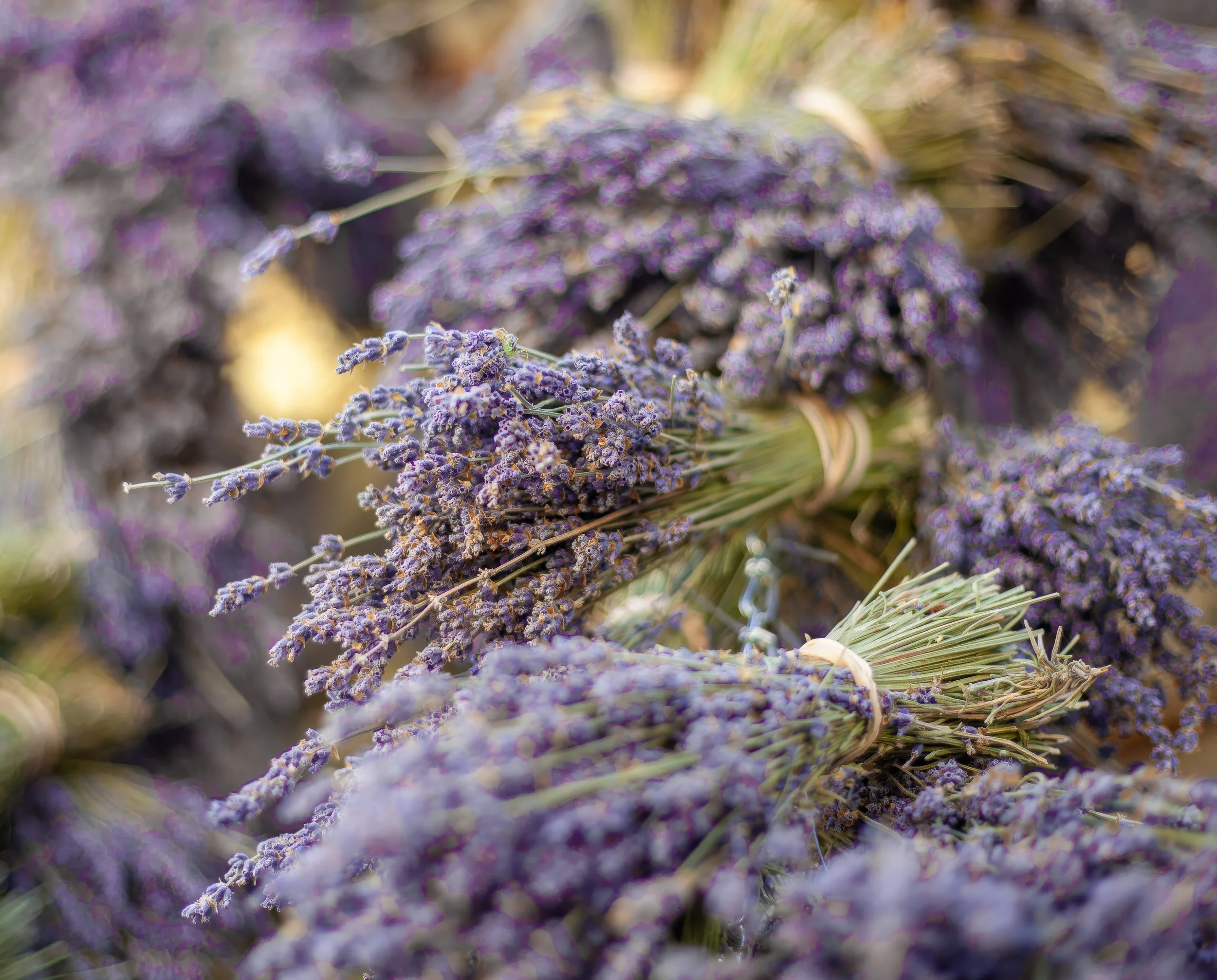 Hambly Harvest - Derek Luff PhotographyIMG_9239 - MASTER.jpg