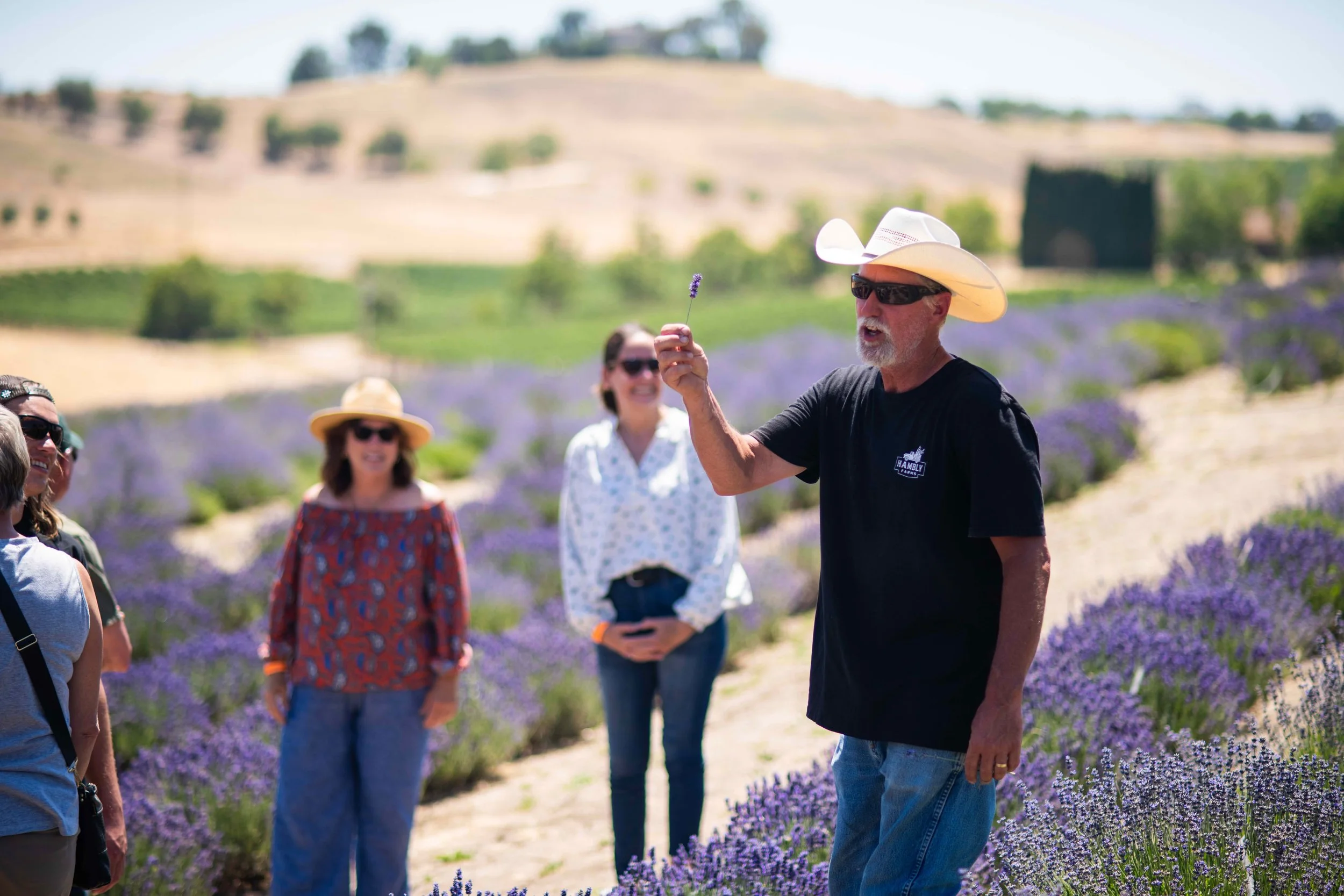 App 222 Hambly Lavender Farm Milton Teaching.jpg