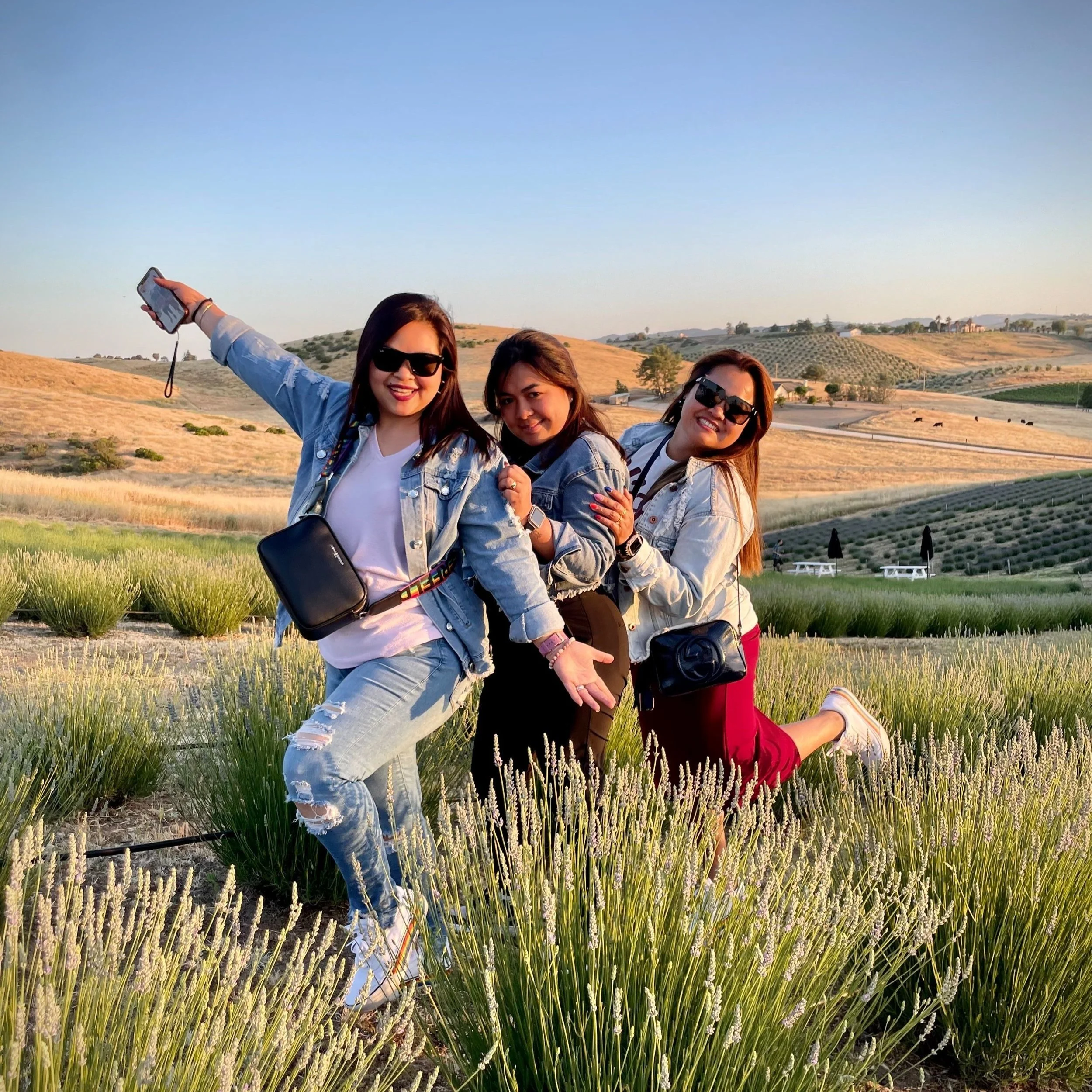 Hambly Lavender Farm U-Pick Trio