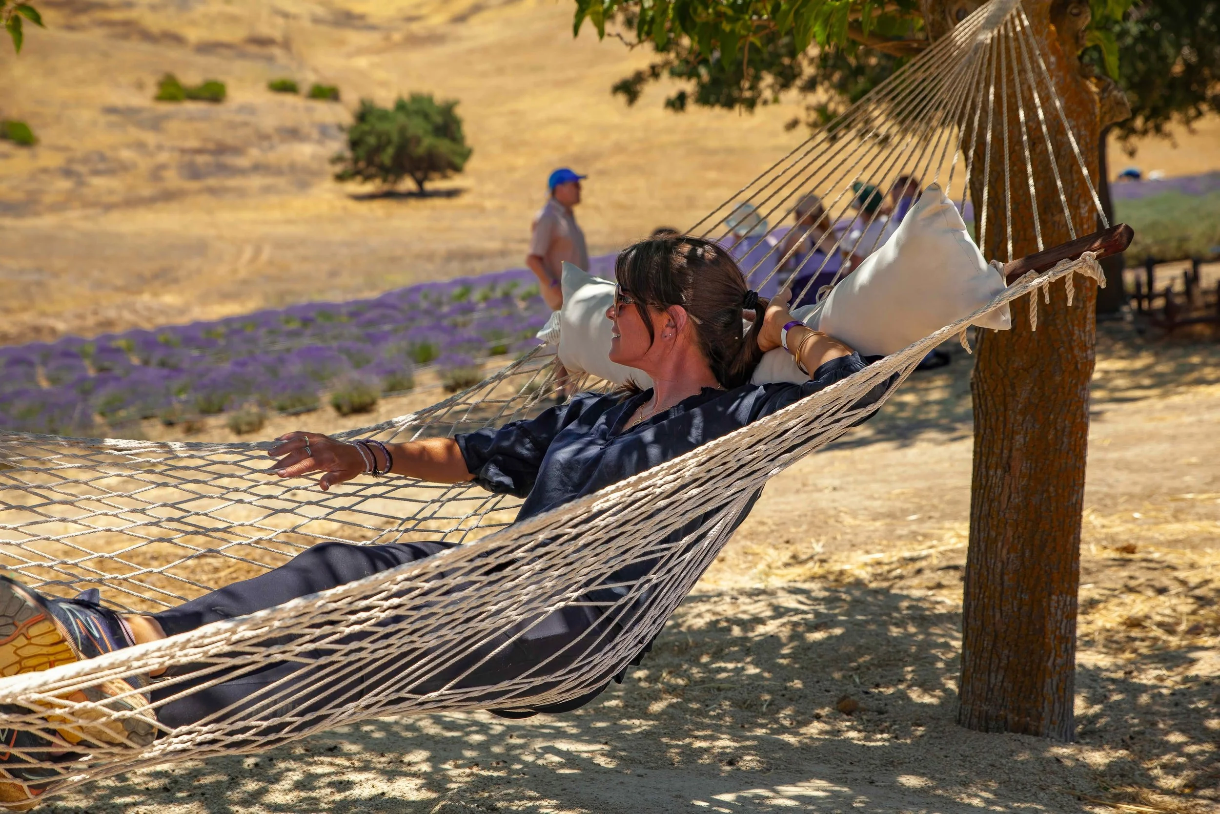 Luff 625 Relaxing at Hambly Lavender Farm.jpg
