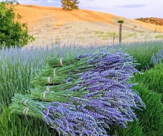 Hambly Lavender Farm bundles.jpg
