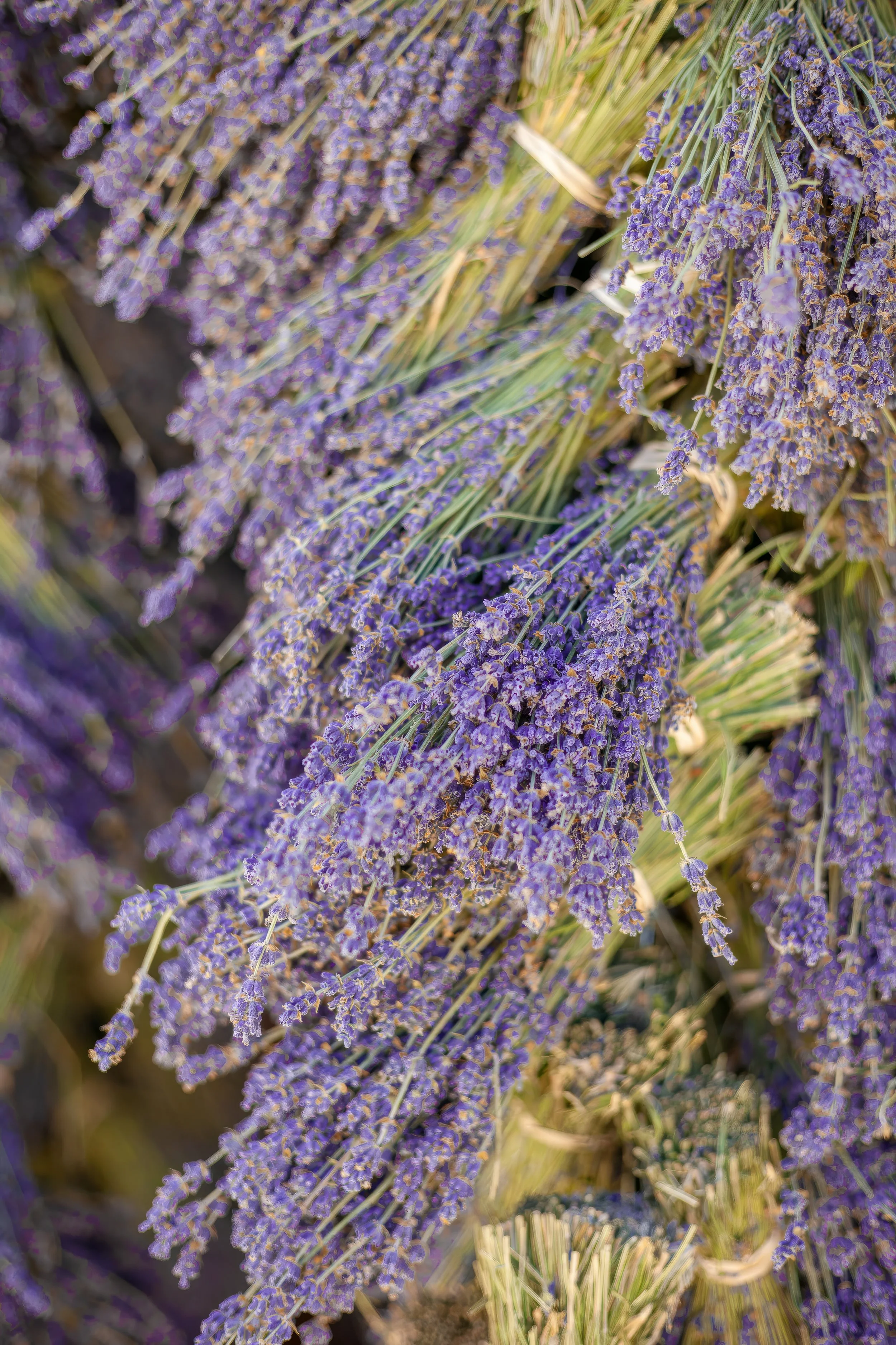 What Makes a High-Quality Lavender Product? From Field to Bottle