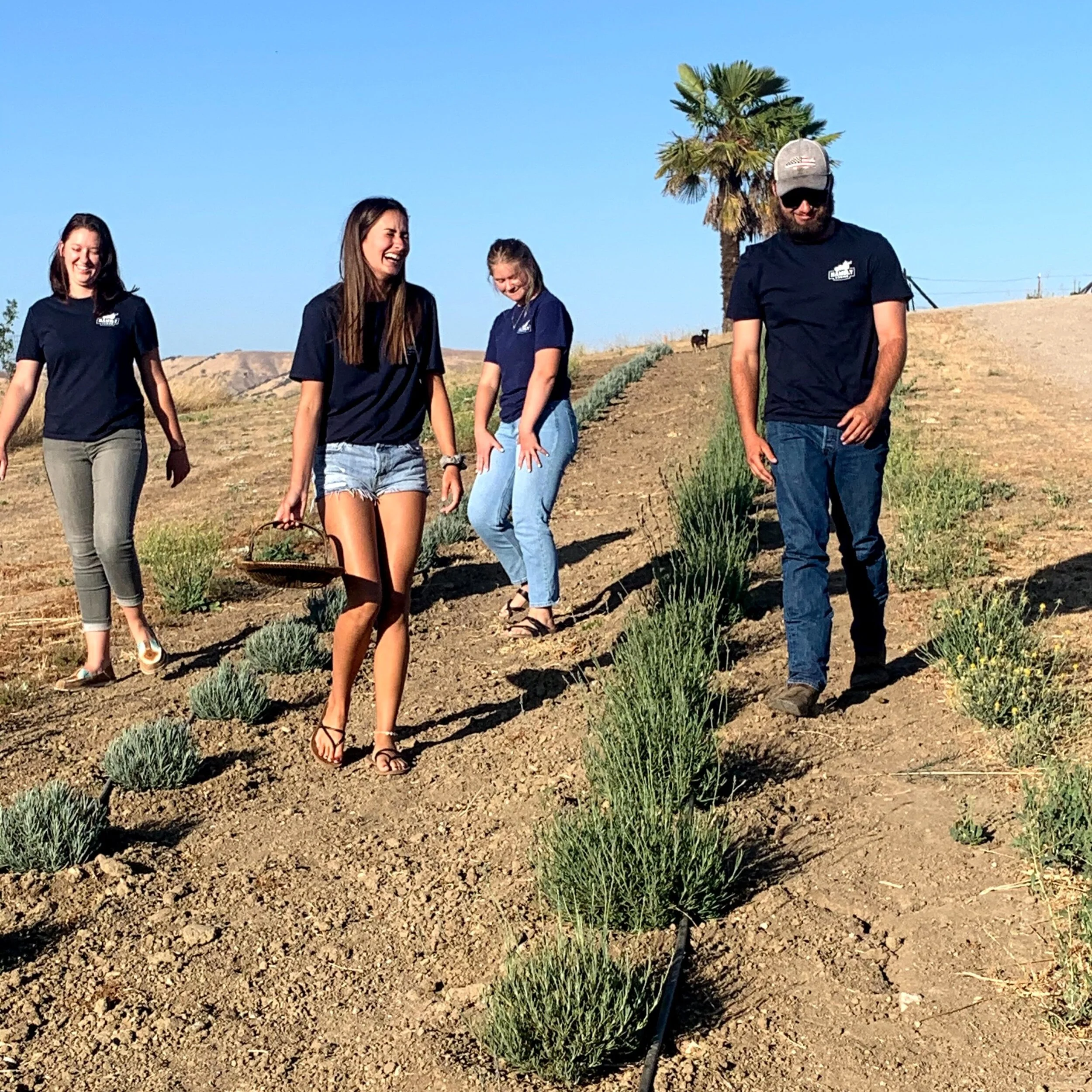 Hambly Lavender Farm Farm tour, products, experience. Honey, Lavender