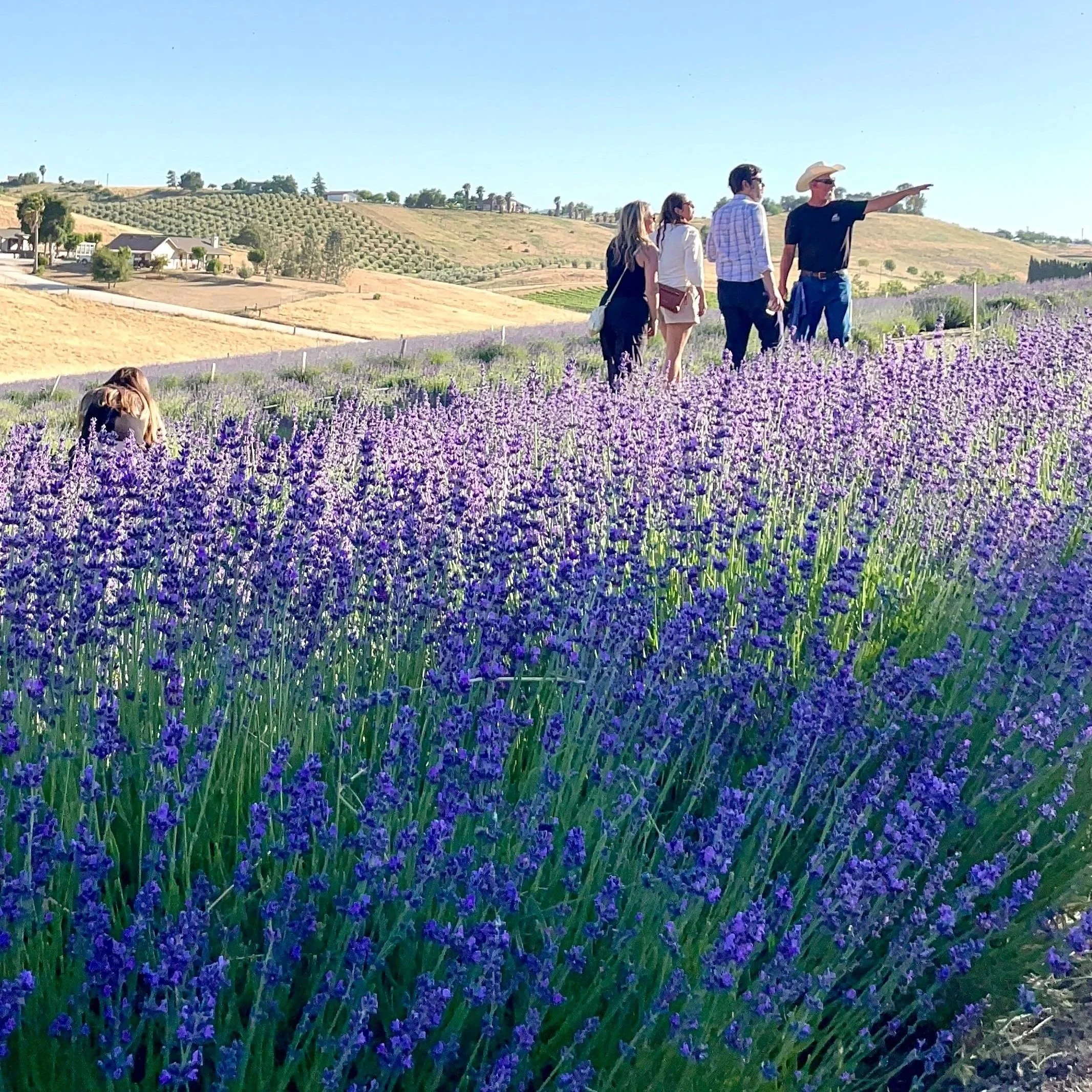 Hambly Lavender Farm Guided Experience