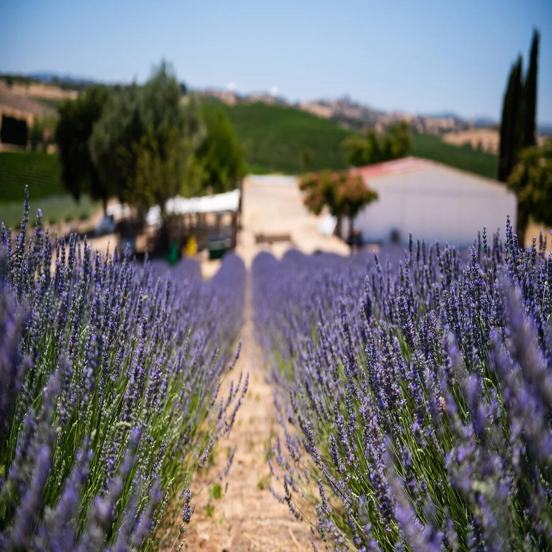 240623-APP-183_m (1).jpg