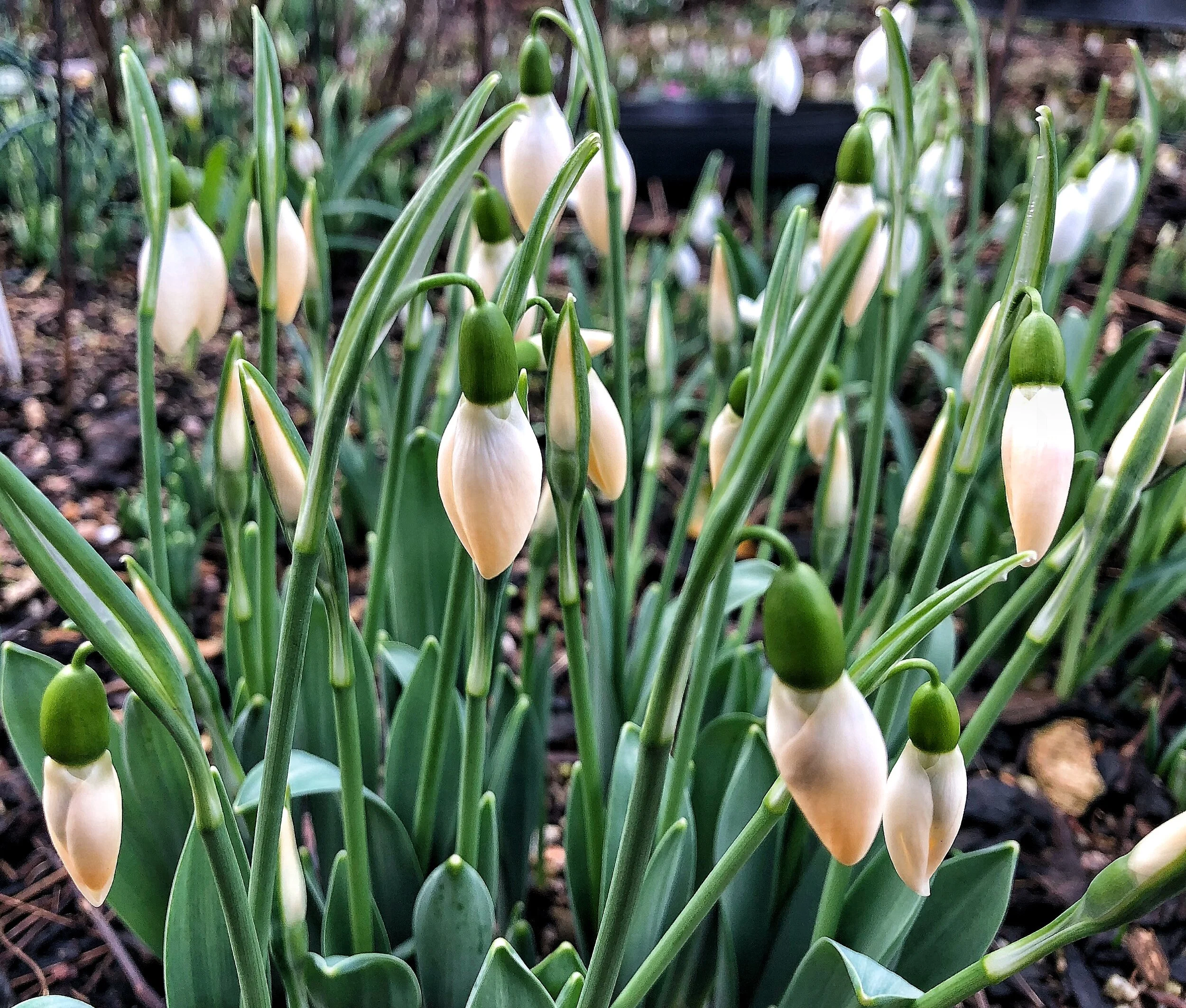 Galanthus elwesii 'Anglesey Aurora'