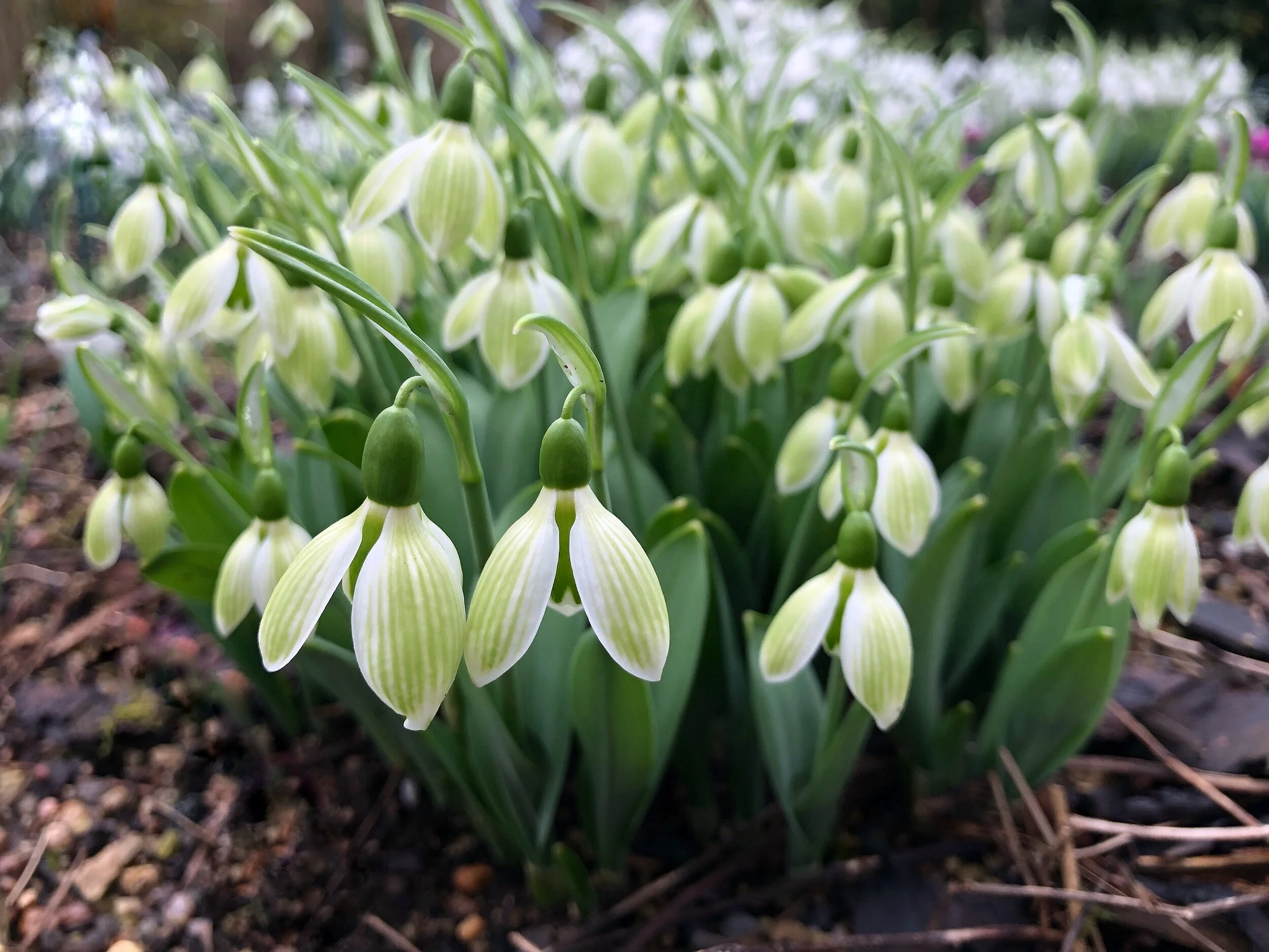 Galanthus elwesii 'Rosemary Burnham'
