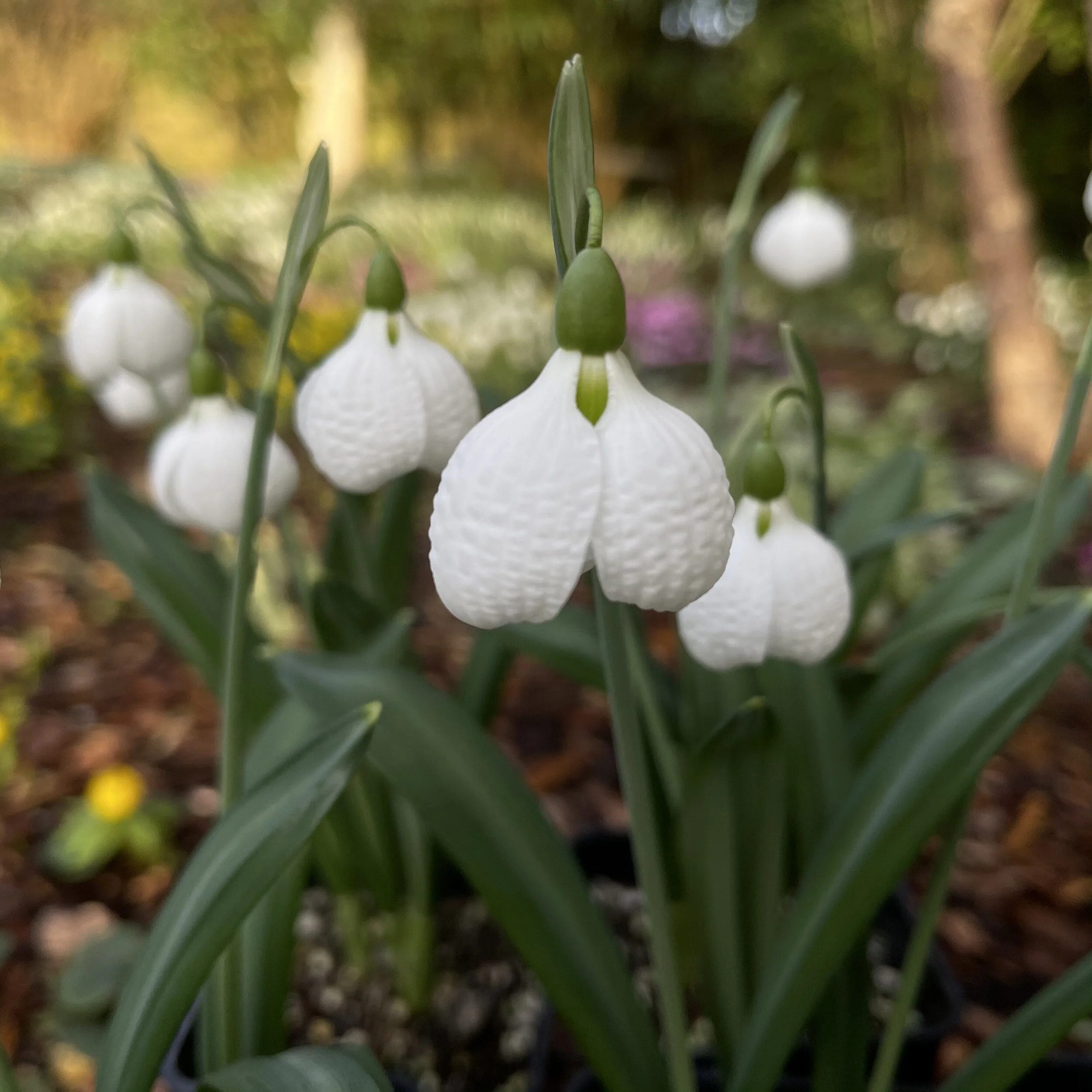 Galanthus plicatus 'Diggory'
