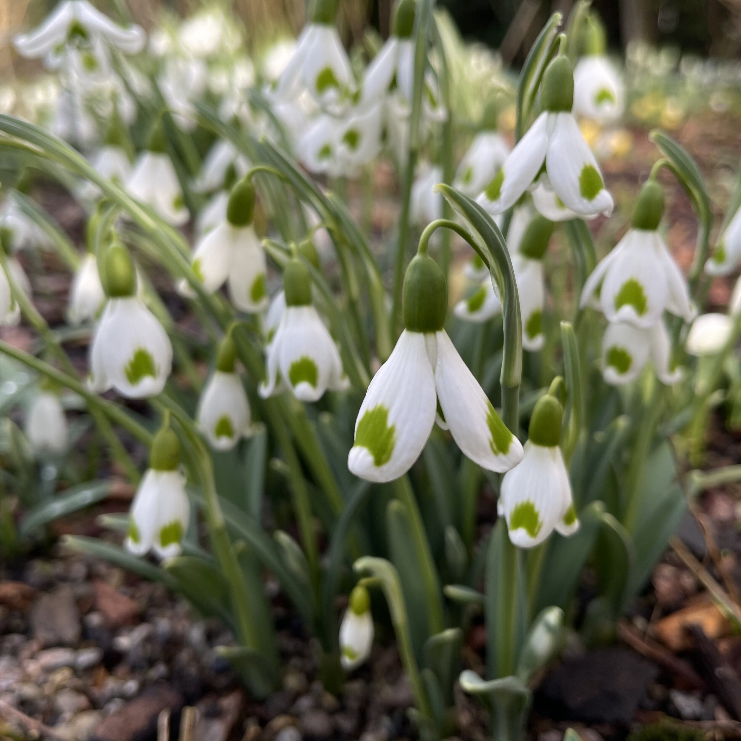 Galanthus plicatus 'Trymming'