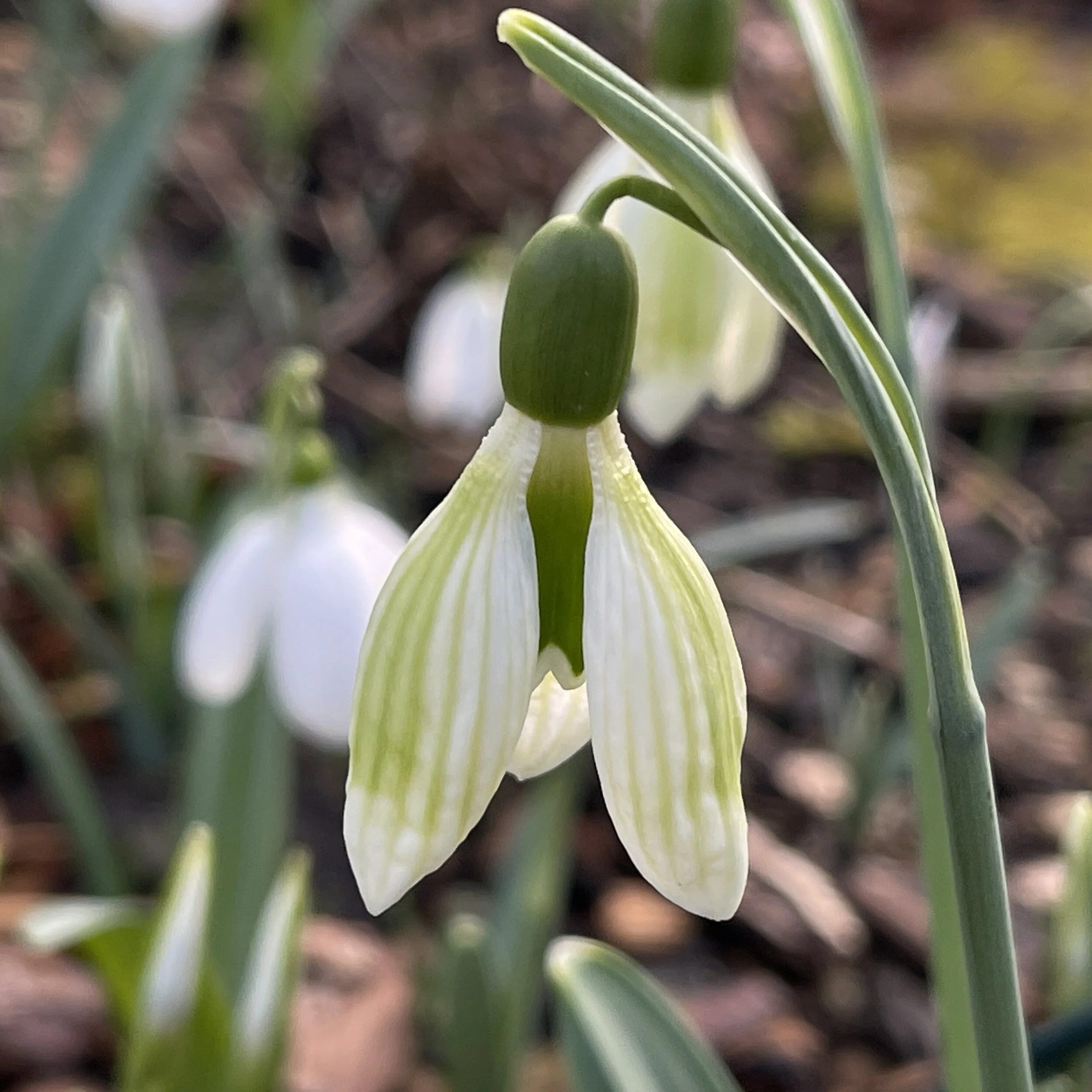 Galanthus plicatus 'Alpha Magic Chrysoprase'