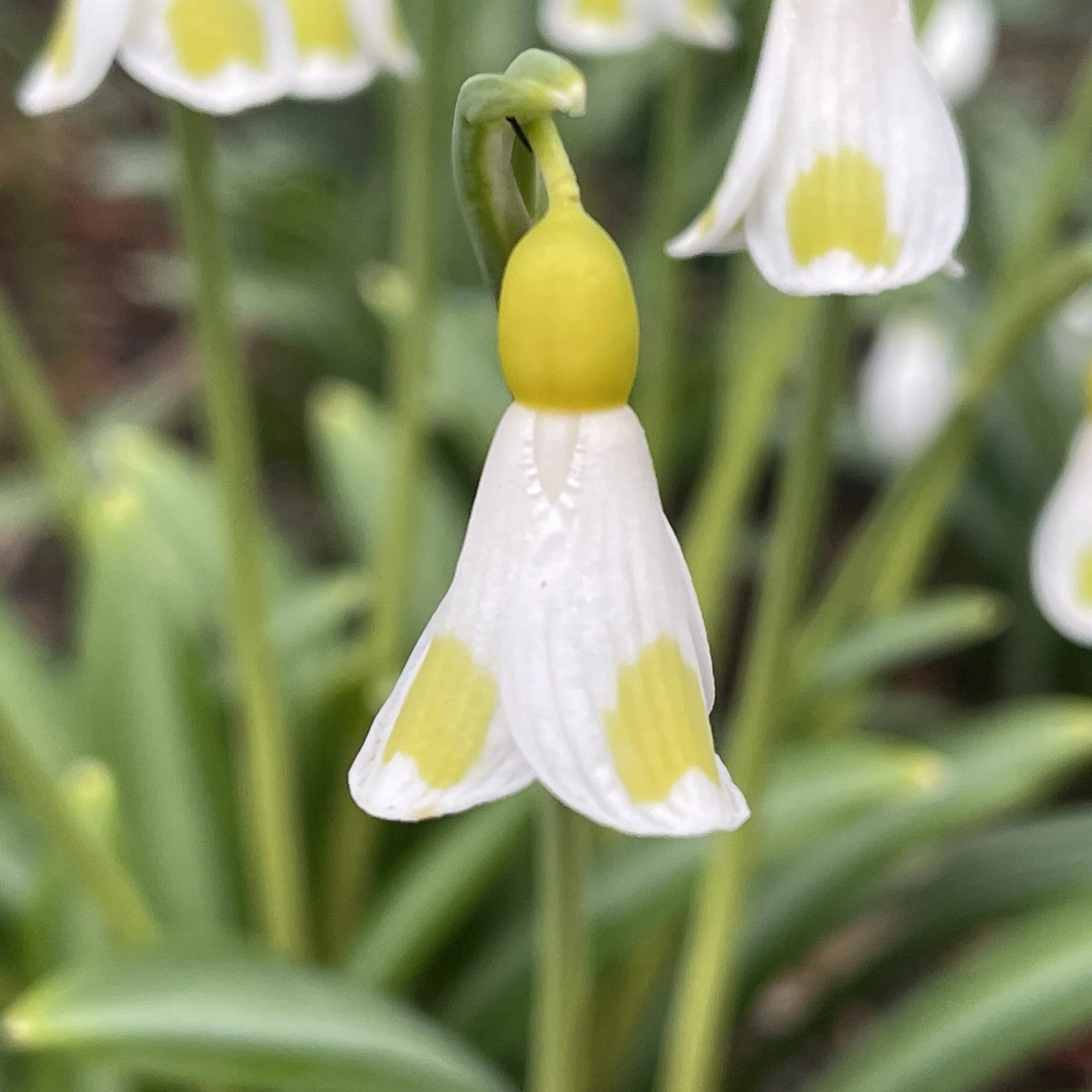Galanthus plicatus 'Golden Fleece'