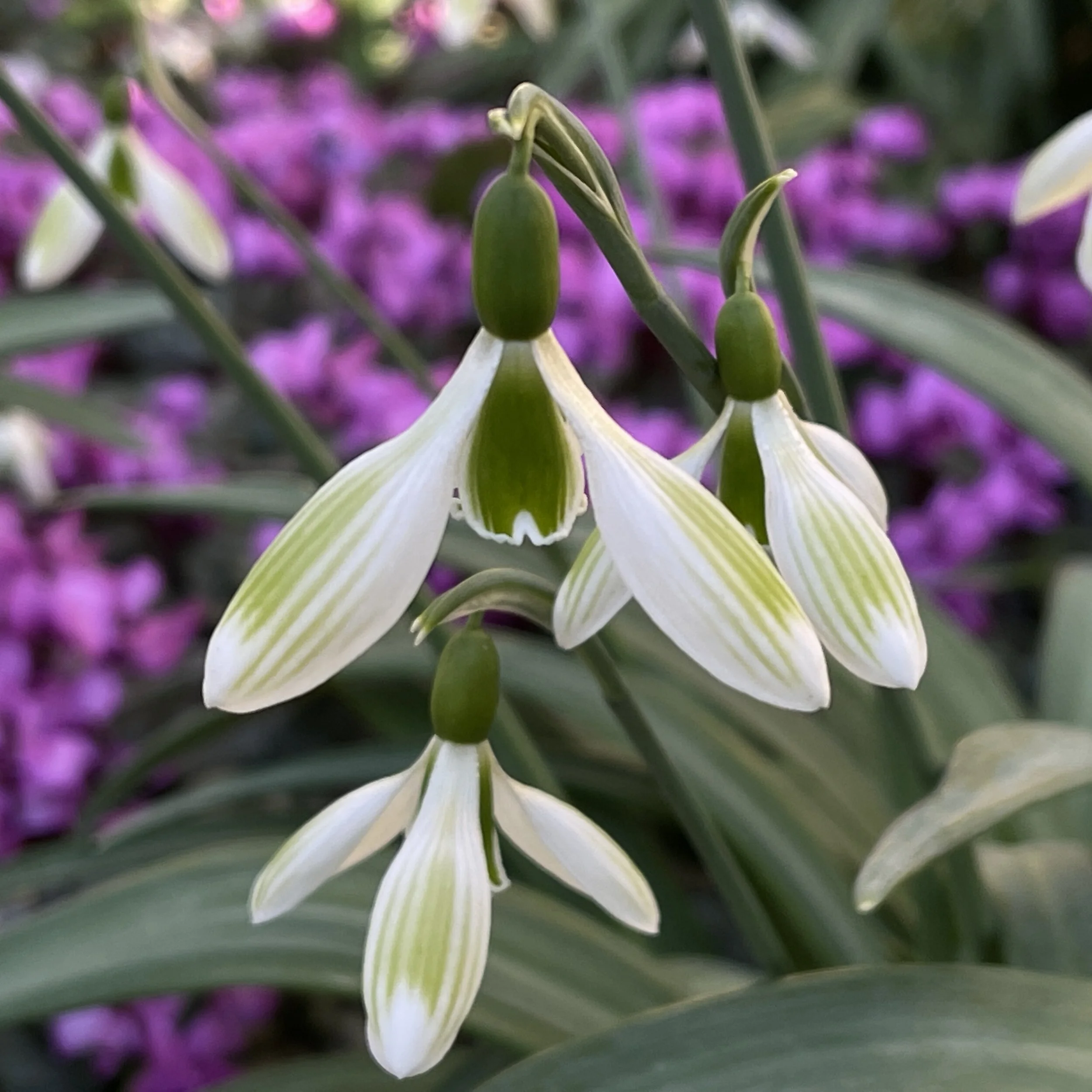 Galanthus plicatus 'Joe Sharman'