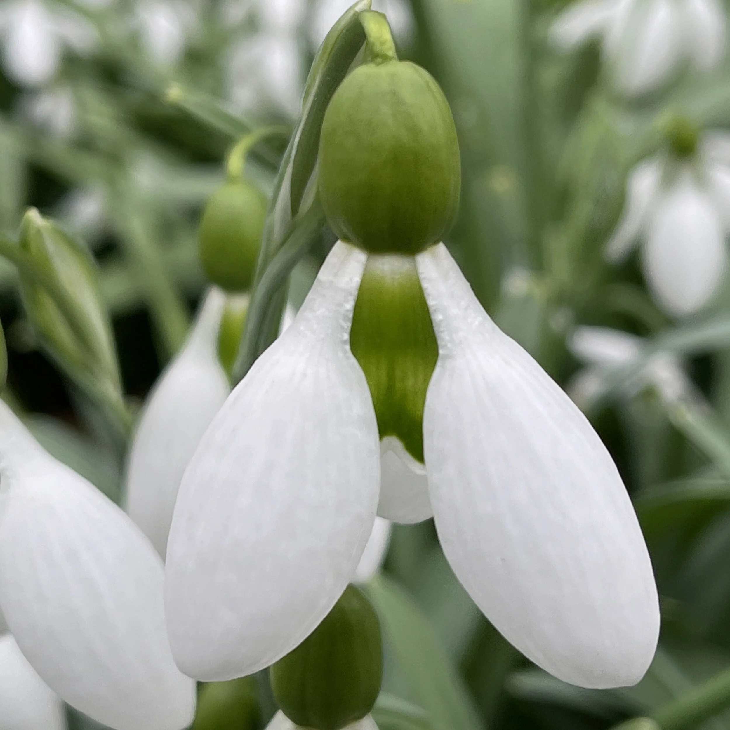 Galanthus Big Fella