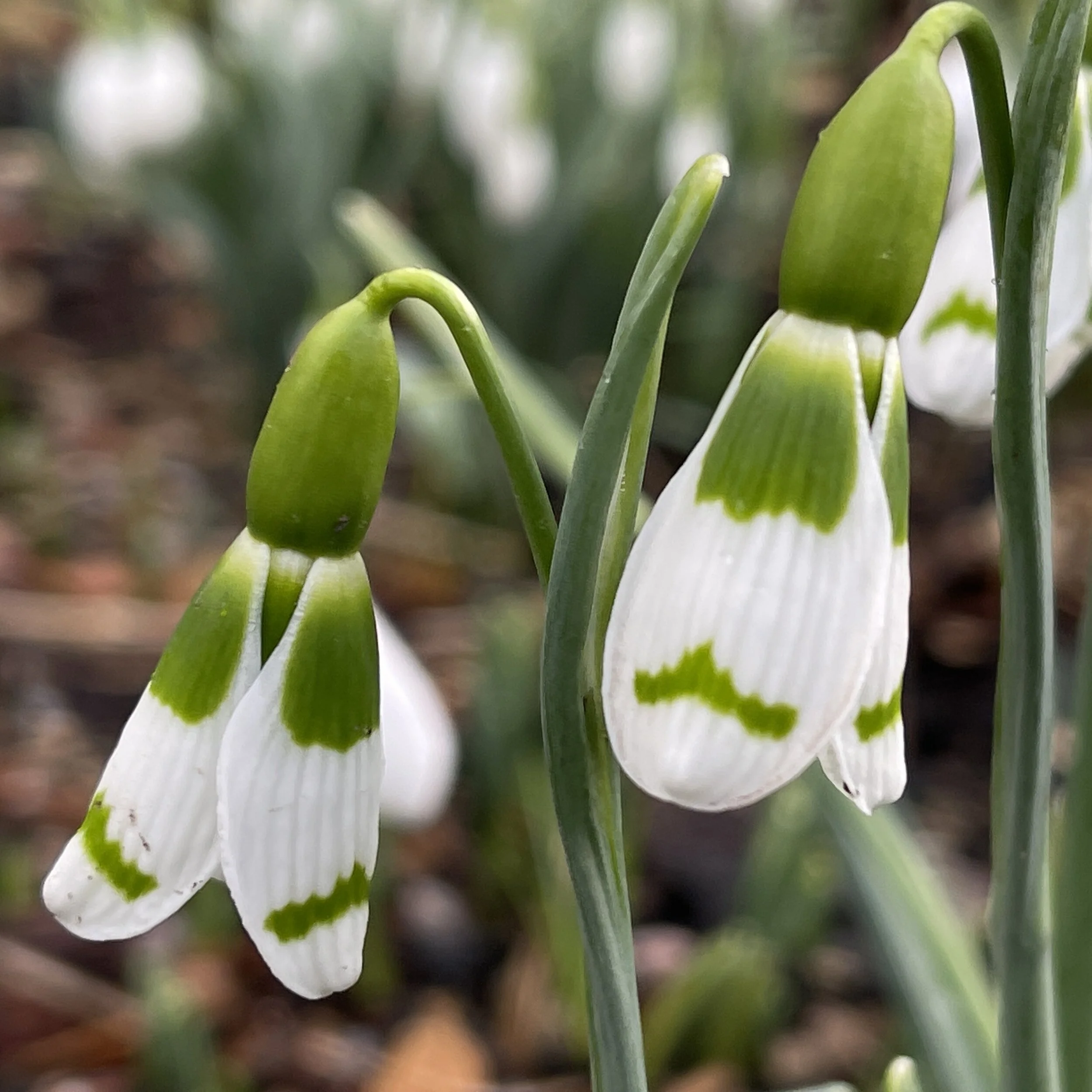 Galanthus 'Timmy Whiteley'