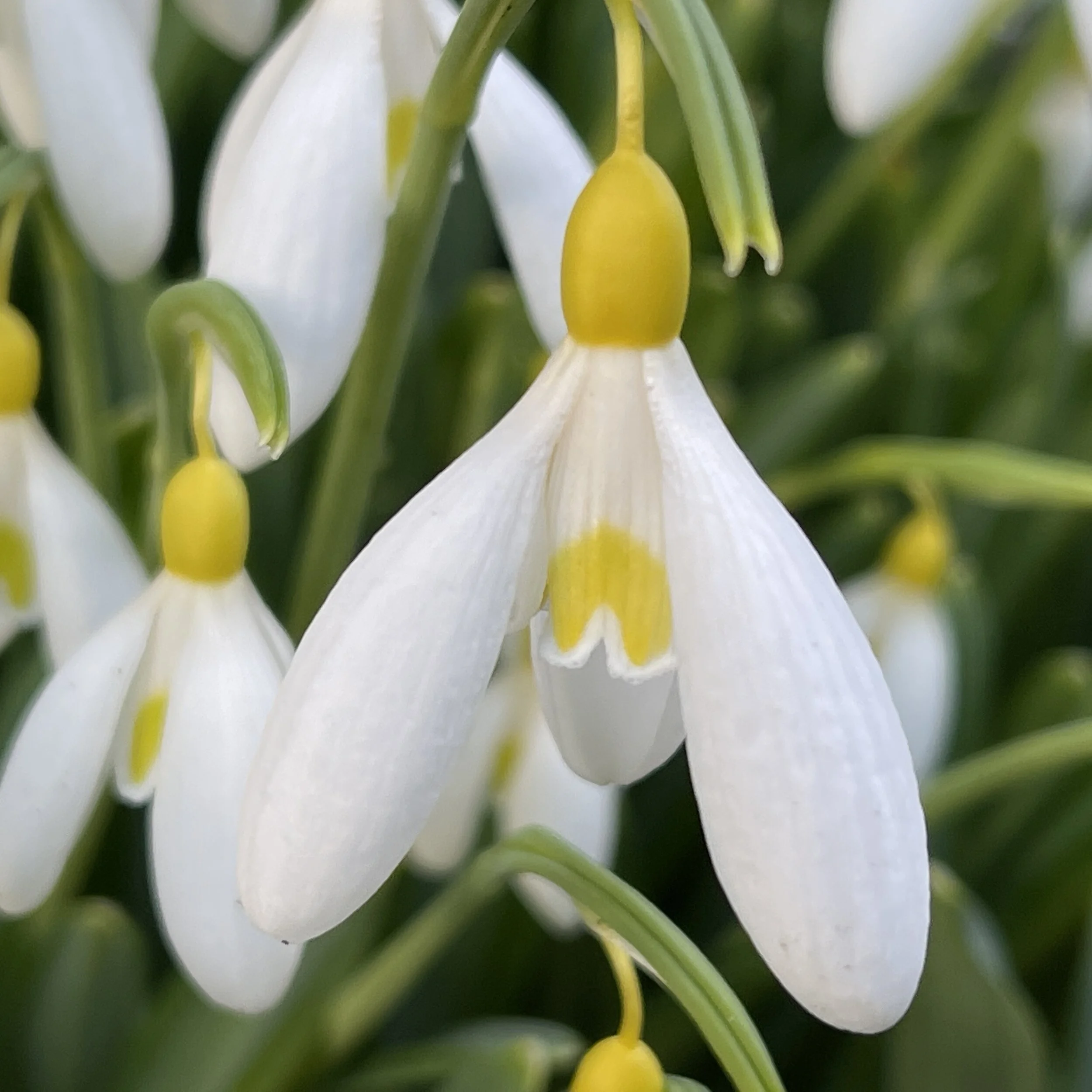 Galanthus plicatus 'Madelaine'