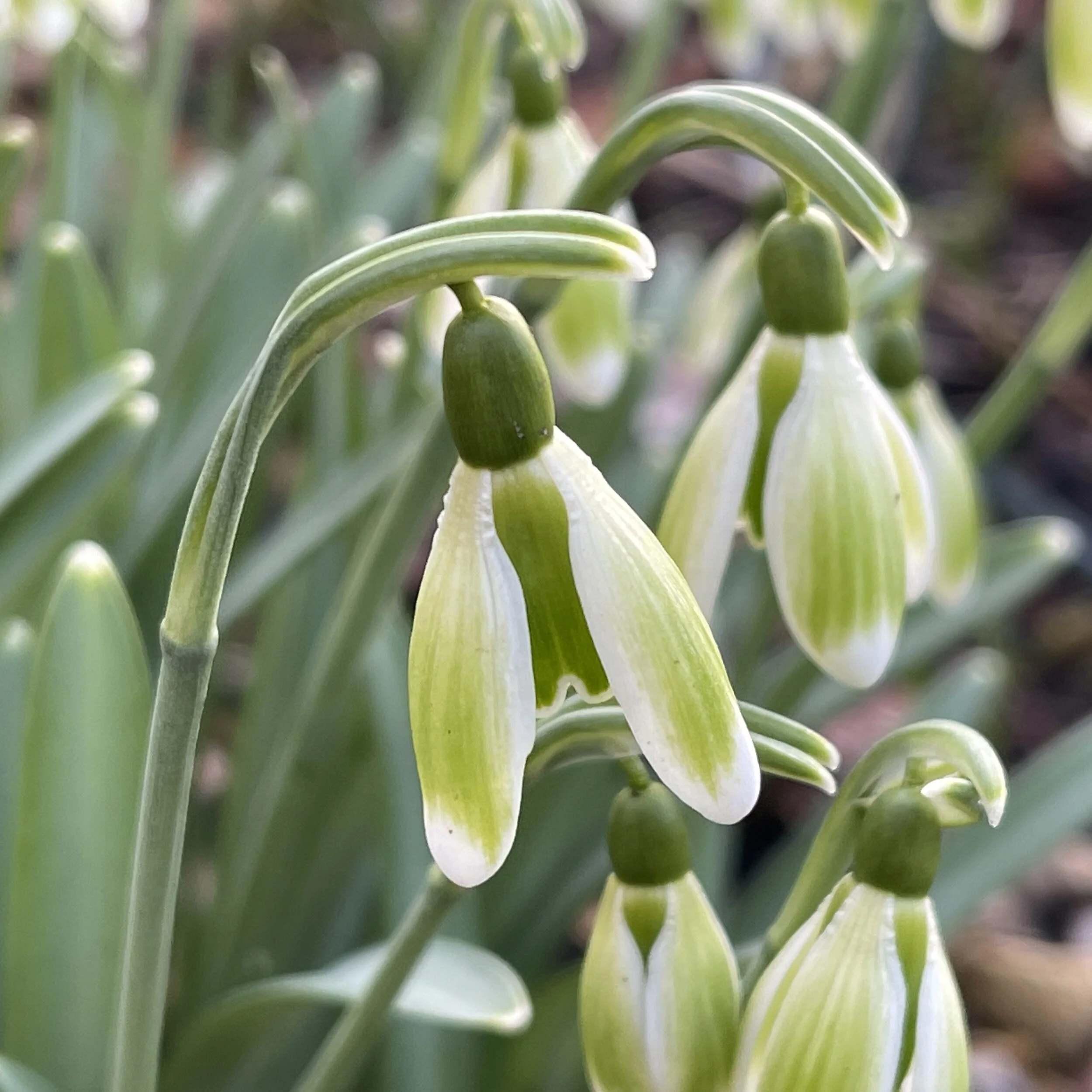 Galanthus nivalis 'Papageno'