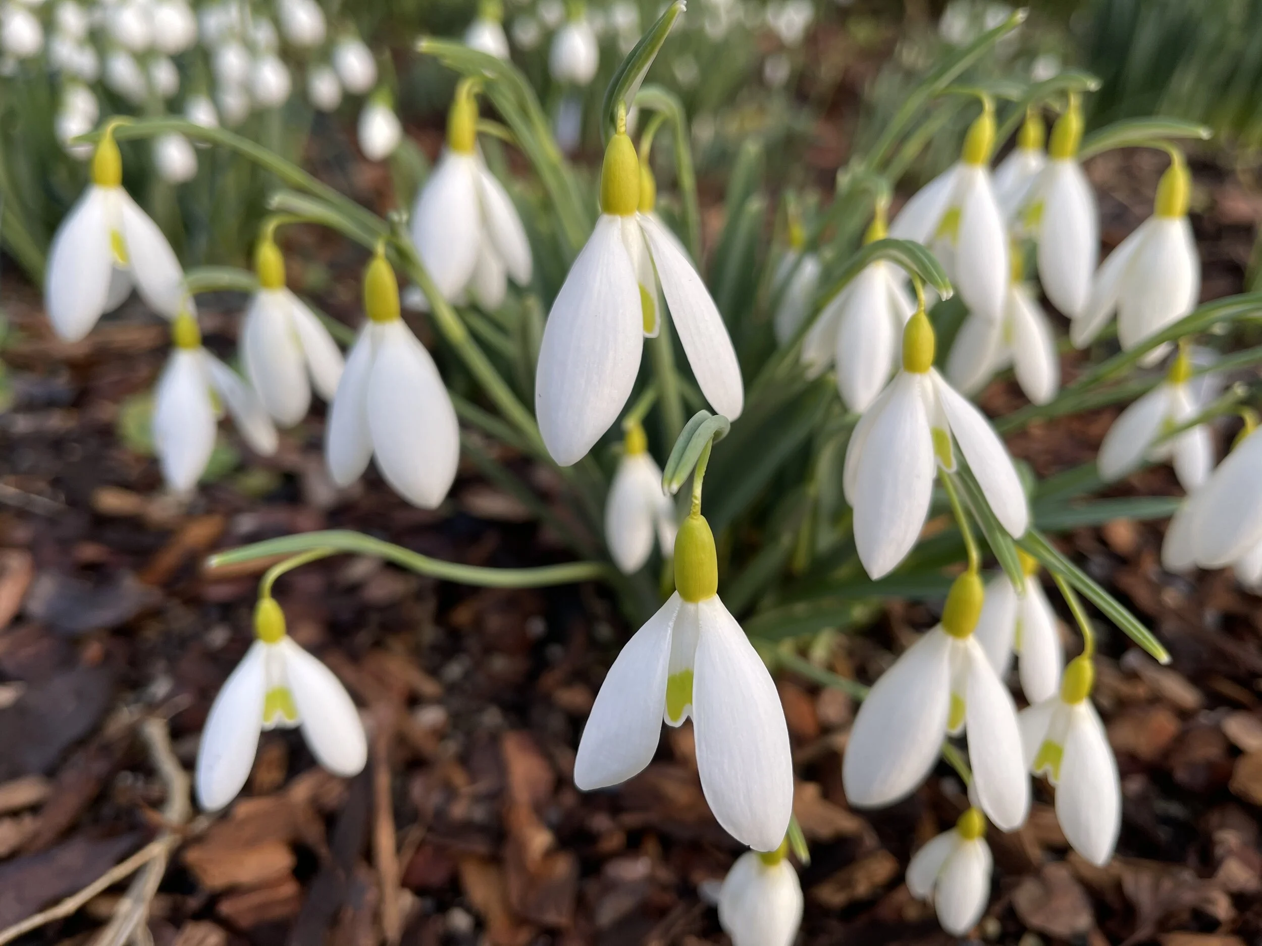 Galanthus Dryad Gold Charm