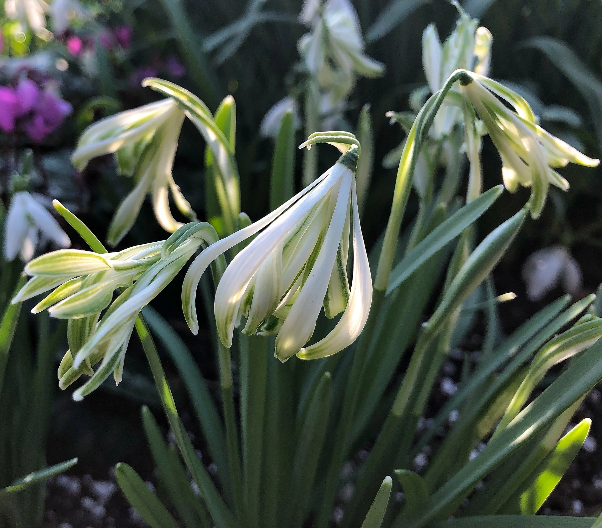 Galanthus nivalis 'Alburgh Claw'