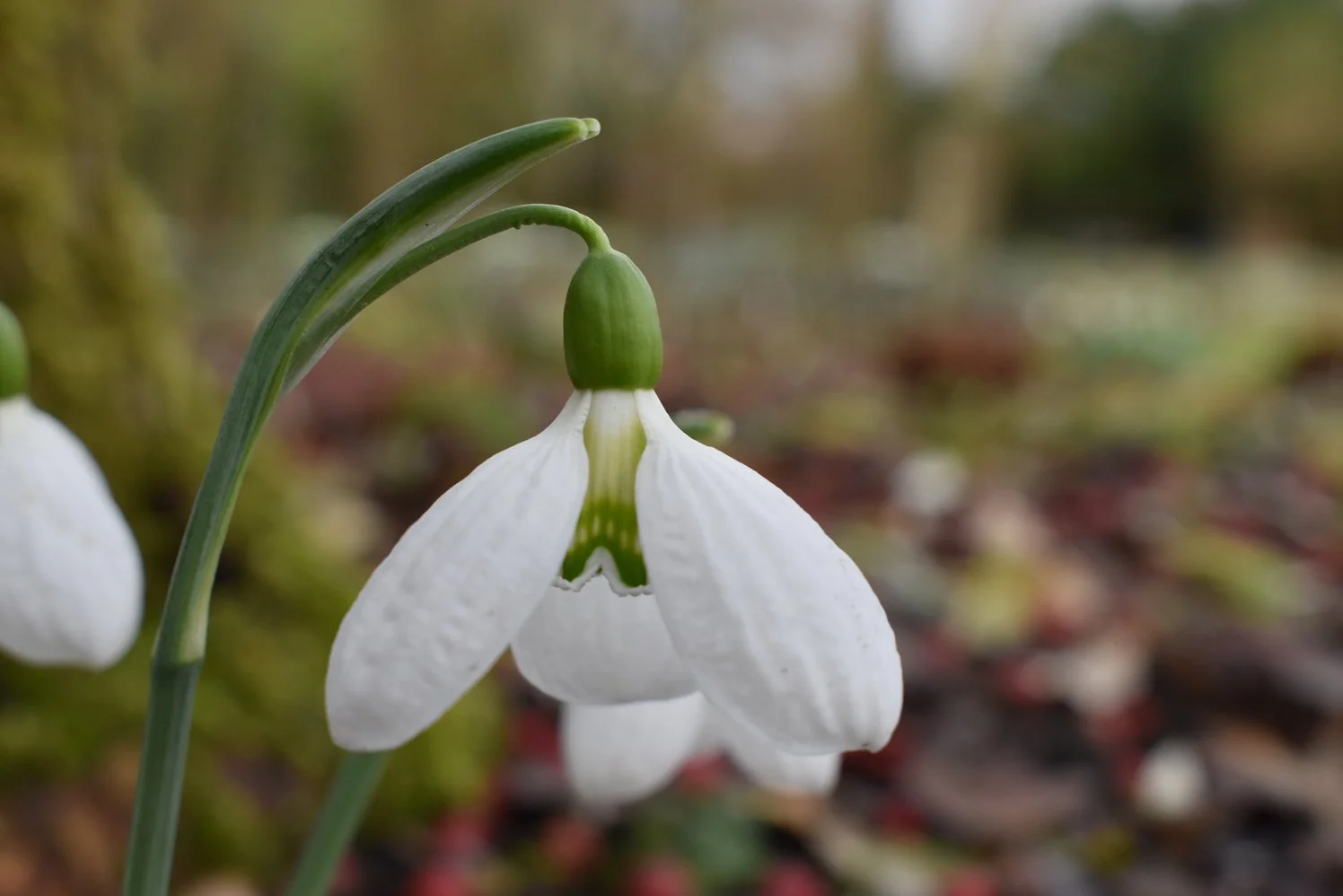 Galanthus plicatus 'Double Vision'
