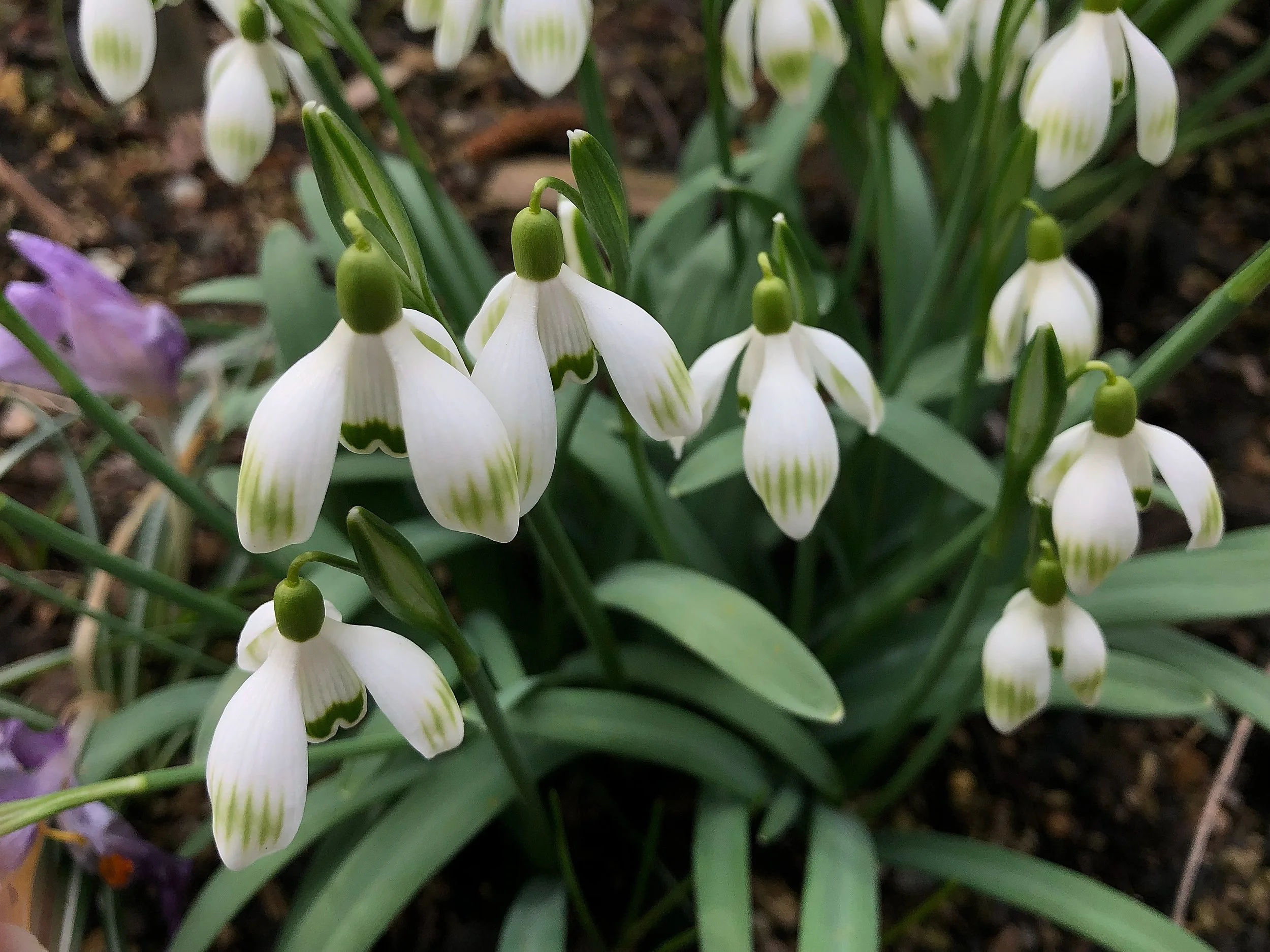 Galanthus nivalis 'Bonnie'