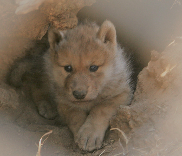 About | California Wolf Center