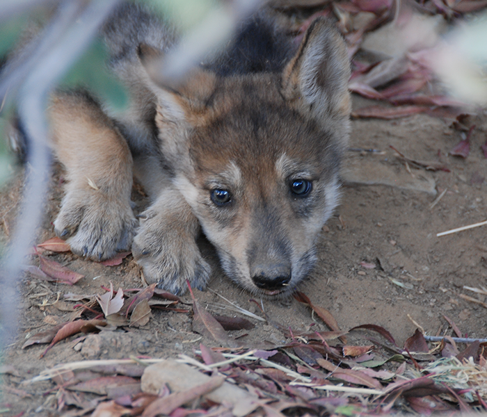 Critically Endangered Wolf Pups Born | California Wolf Center
