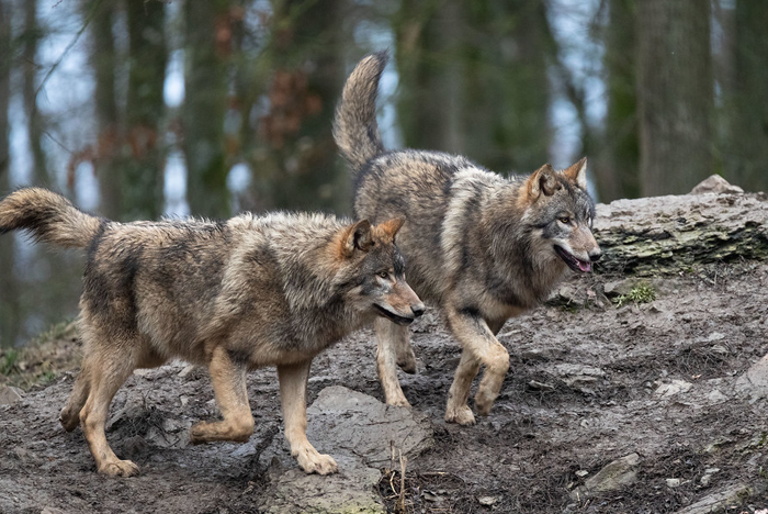 Eastern Wolf