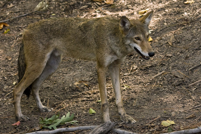 Red Wolf