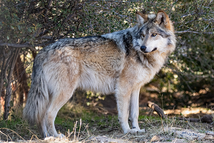 Mexican Wolf