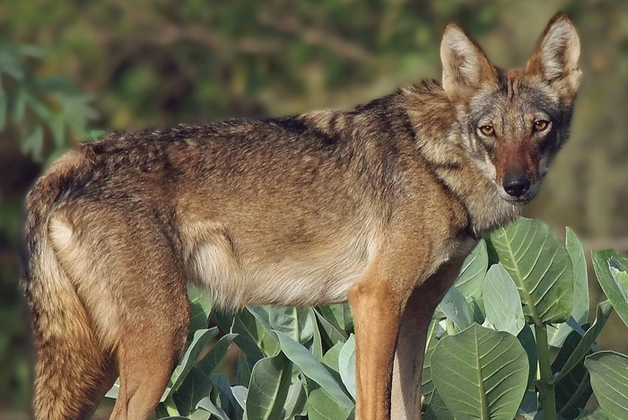 Arabian Wolf