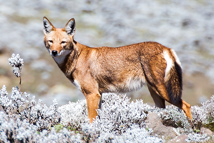 Abyssinian Wolf