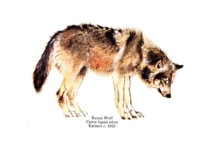 Kenai Peninsula Wolf