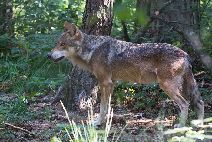 Eurasian Wolf