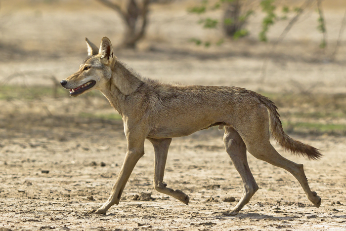 Eurasian Wolf