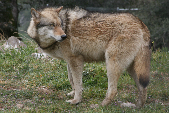 north american gray wolf