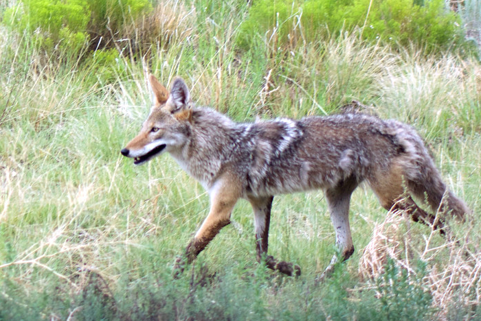 coyote by larry lamsa