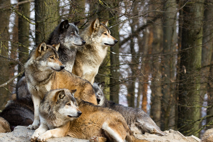 gray wolves are many colors