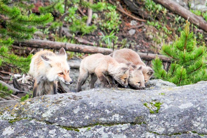 fox with kits in yellowstone