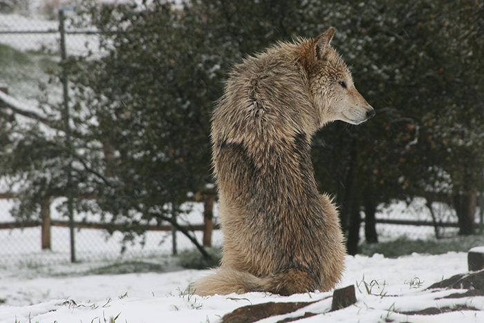 wildlife handling course