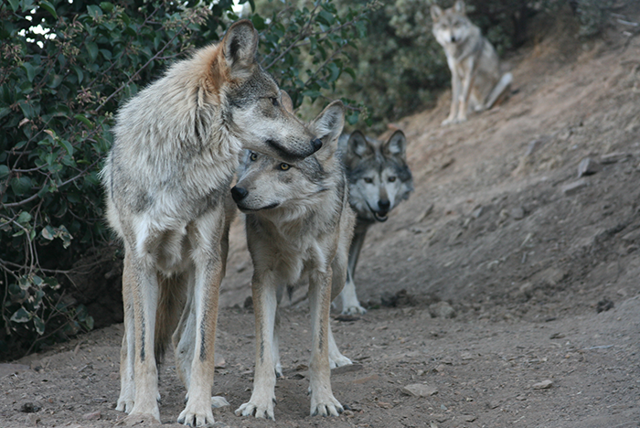 mexican wolf species survival plan