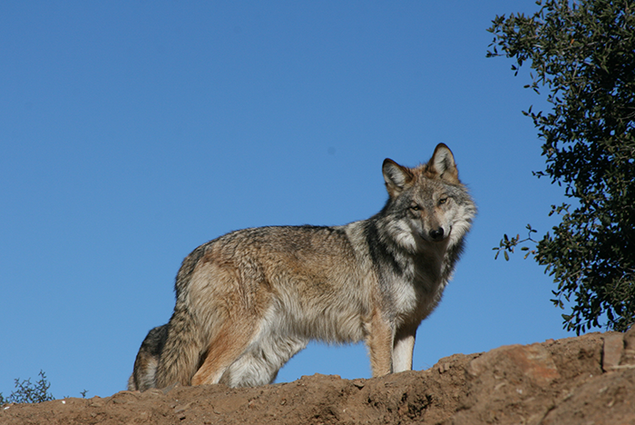 mexican wolf species conservation program