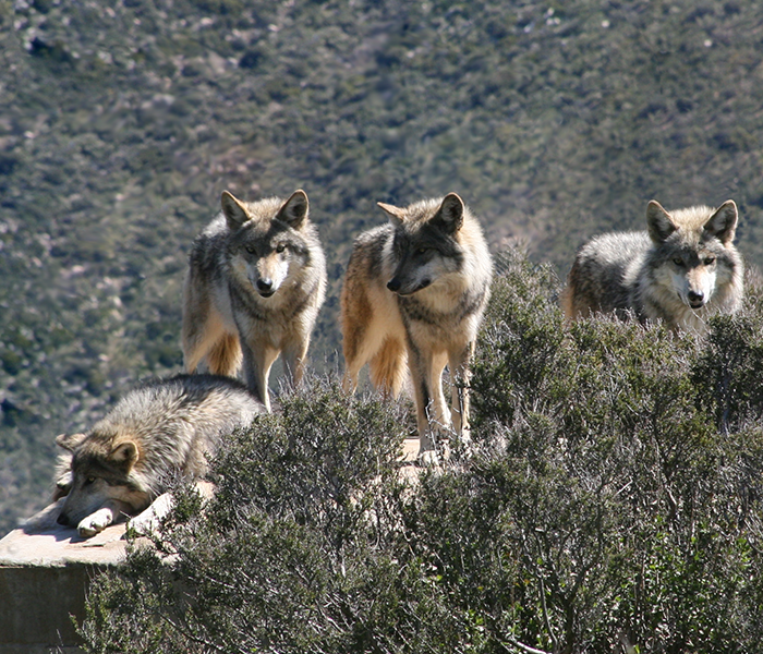 wolf conservation facility