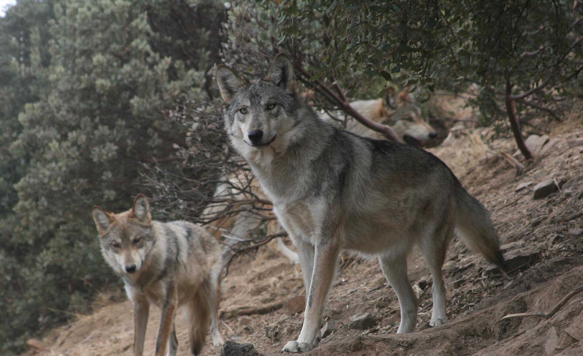 Hybrid between a western-coyote female and a male western wolf [21]