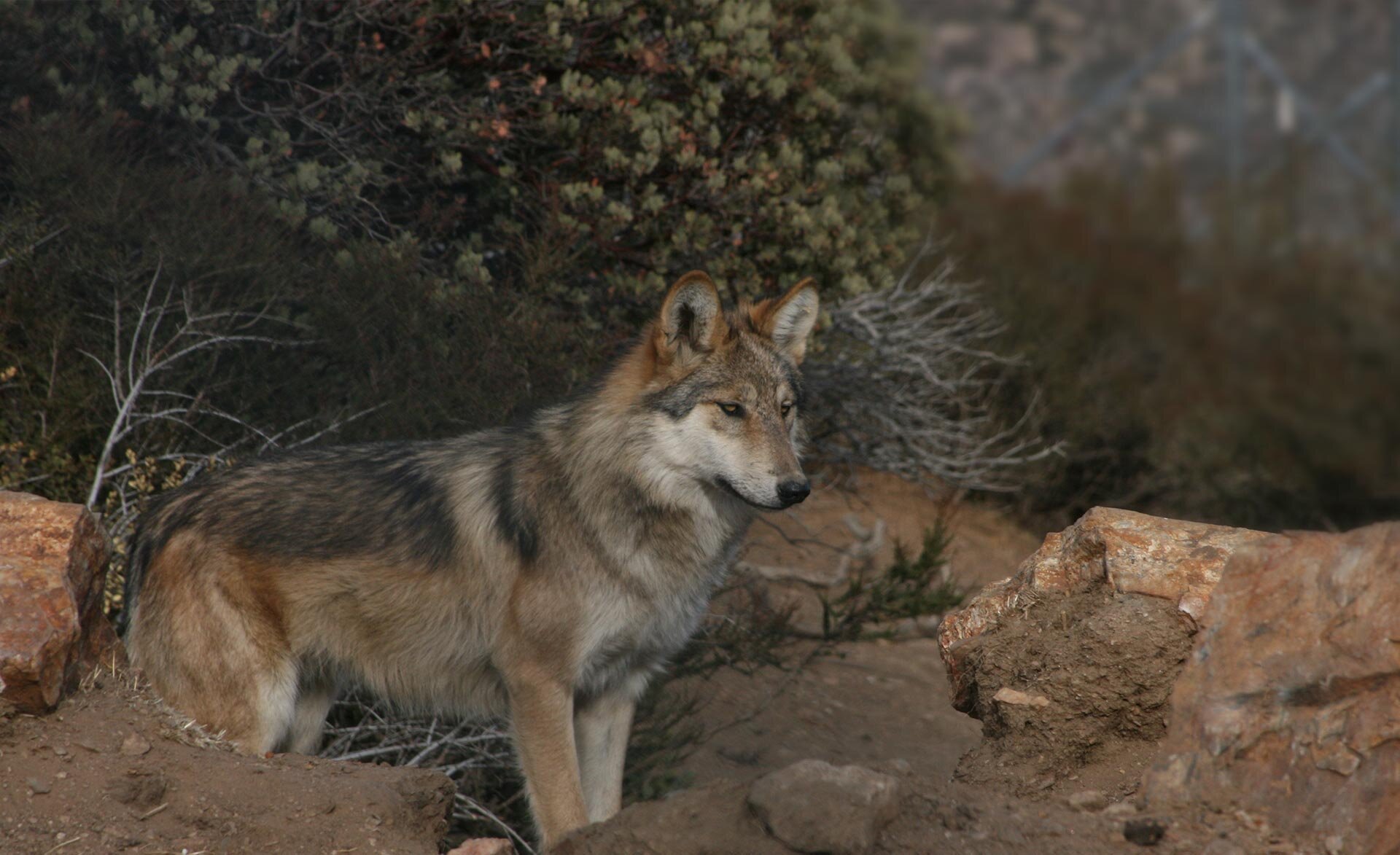 The Importance of Wolves | California Wolf Center