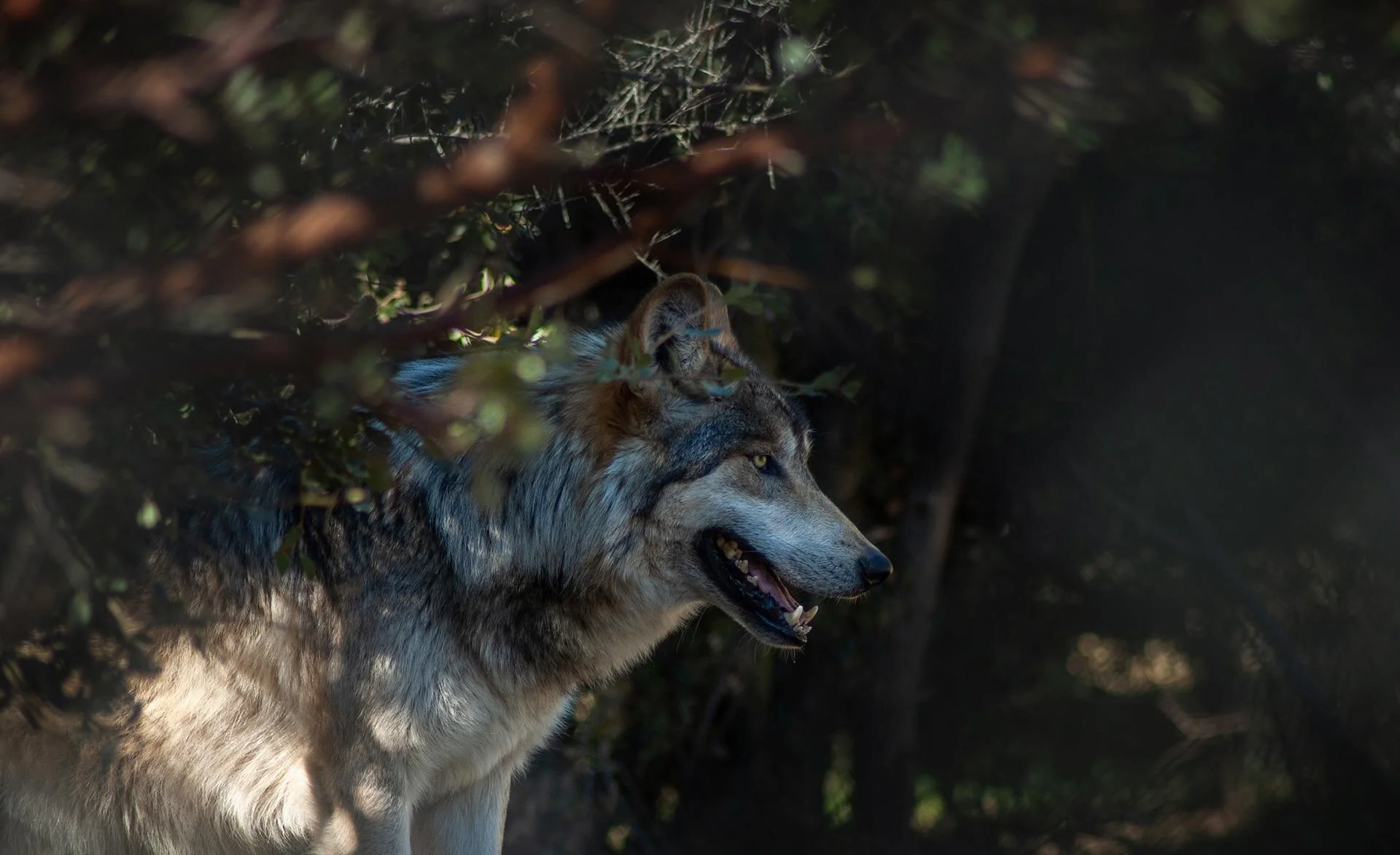 Wolves In The Usa California Wolf Center Wolves In The Usa California Wolf Center