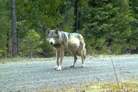 California is Wolf Territory Once Again