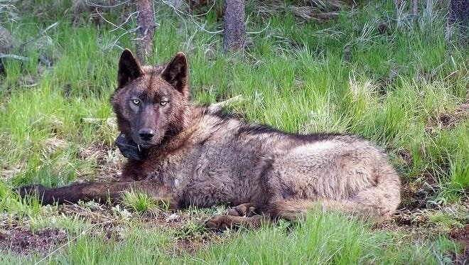 The Newest Wolf to California