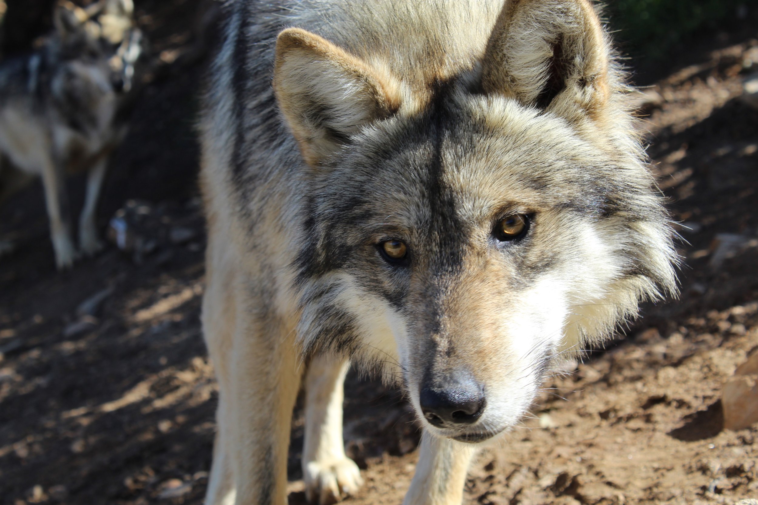 Sponsor A Wolf | California Wolf Center