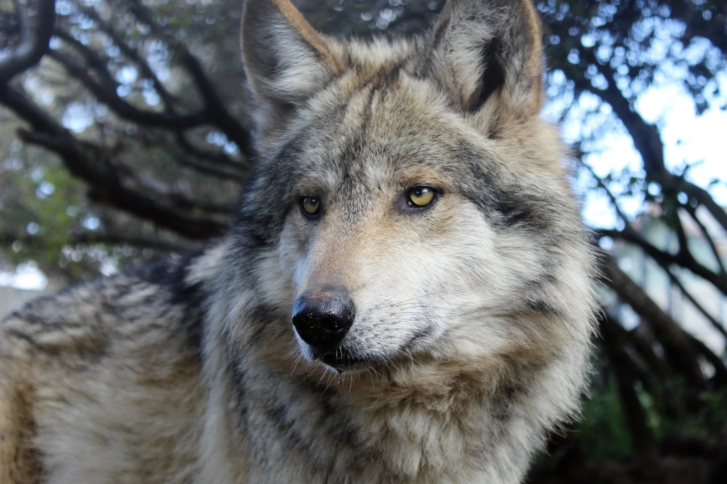 Visit | California Wolf Center